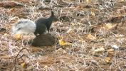 PICTURES/Bandelier & Albert Squirrel/t_Abert Squirrel6.JPG